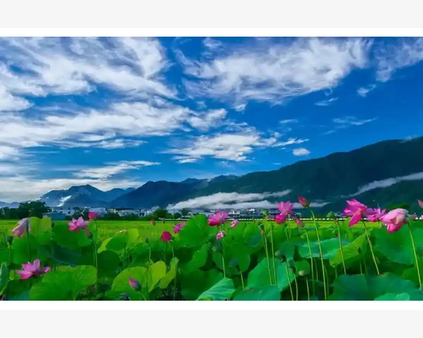 脾胃虚弱导致便溏的危害及应对措施